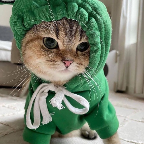 Meet your Posher, Sophie - Picture 1 of 1